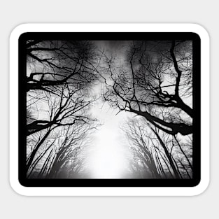 Whispering Trees Silhouette in Mist Sticker